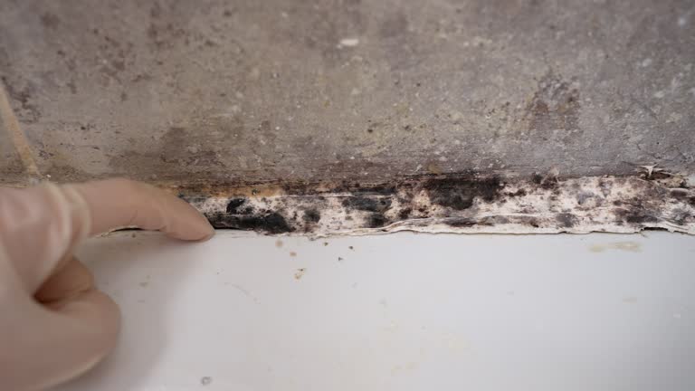 Best Crawl Space Mold Remediation  in Goshen, KY